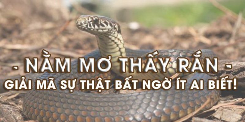 Mơ rắn cắn là một trong những giấc mơ phổ biến