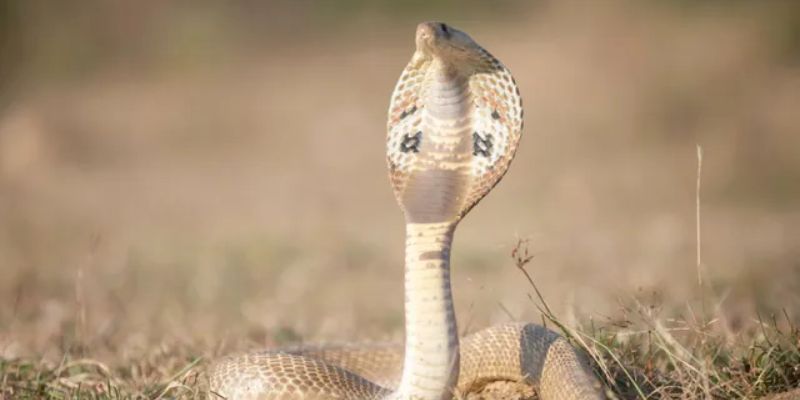 Những con số này được tổng hợp dựa trên kinh nghiệm dân gian