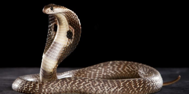 Bỏ túi cách tận dụng hiệu quả giấc mơ để thử vận may