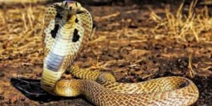 Nằm Mơ Thấy Rắn