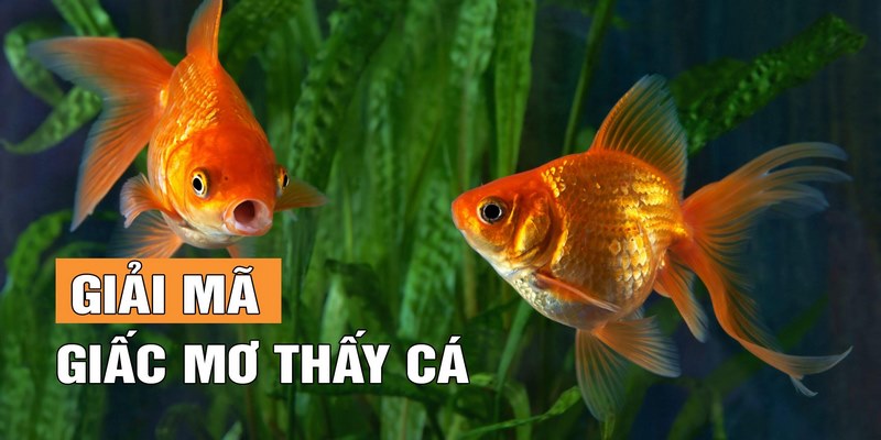 Điềm báo tâm linh nằm mơ thấy cá