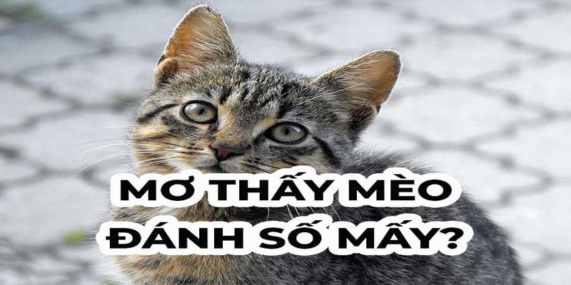 Nằm Mơ Thấy Mèo có đa dạng ý nghĩa tốt xấu