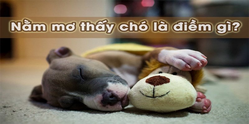 Con số khi nằm mơ thấy chó
