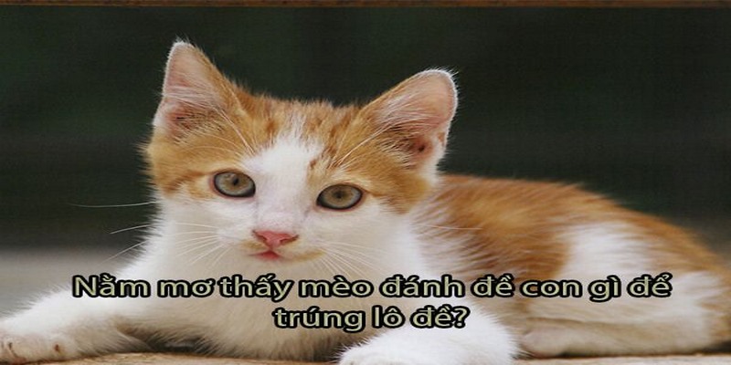Nằm Mơ Thấy Mèo và ý nghĩa tương ứng